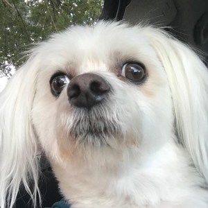 Meet your Posher, Thomas